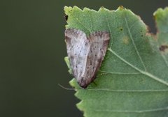 Small Dotted Buff (Photedes minima)