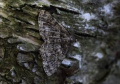 Satin Beauty (Deileptenia ribeata)