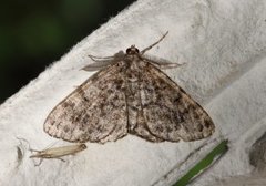 Satin Beauty (Deileptenia ribeata)