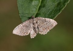 Scallop Shell (Rheumaptera undulata)