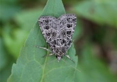 Nettfly (Naenia typica)