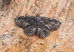 Waved Black (Parascotia fuliginaria)