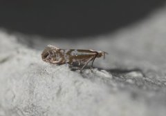 Downland Argent (Argyresthia abdominalis)