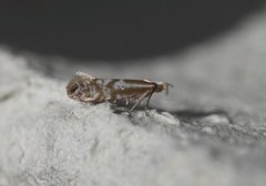 Argyresthia abdominalis