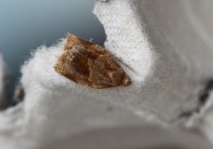Rose Tortrix (Archips rosana)
