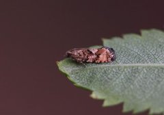 Spruce Bud Moth (Zeiraphera ratzeburgiana)