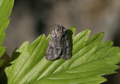 Broket kveldfly (Acronicta auricoma)