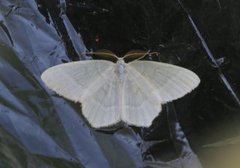 Little Emerald (Jodis lactearia)