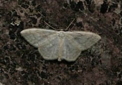 Cream Wave (Scopula floslactata)