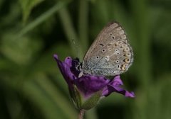 Brun blåvinge (Aricia eumedon)