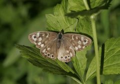 Speckled Wood (Pararge aegeria)