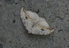 Pebble Hook-tip (Drepana falcataria)