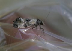 Svevepraktvikler (Cochylis dubitana)