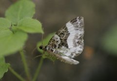 Sharp-angled Carpet (Euphyia unangulata)