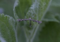 Svinerotfjærmøll (Amblyptilia punctidactyla)