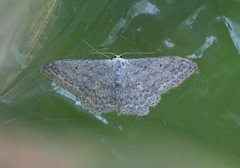 Cream Wave (Scopula incanata)