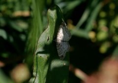 Red Twin-spot Carpet (Xanthorhoe spadicearia)