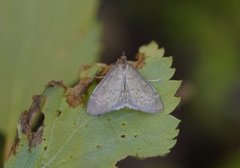 Marimjelleengmott (Anania fuscalis)