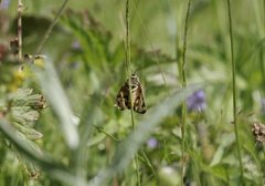 Wood Tiger (Parasemia plantaginis)