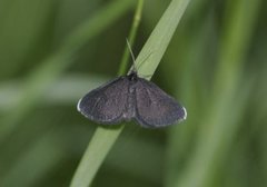 Chimney Sweeper (Odezia atrata)