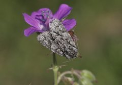 Broket kveldfly (Acronicta auricoma)