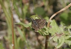 Dingy Skipper (Erynnis tages)