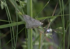 Bregneengmott (Udea decrepitalis)