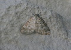 Englundmåler (Perizoma albulata)