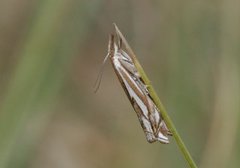 Tannebbmott (Crambus pratella)