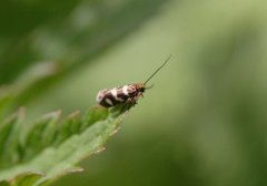 Yellow-barred Gold (Micropterix aureatella)