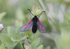 Fjellbloddråpesvermer (Zygaena exulans)