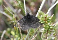 Fjellmåler (Glacies coracina)