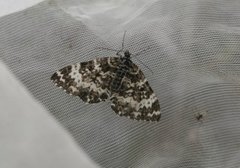 Argent & Sable (Rheumaptera hastata)