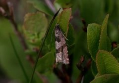 Grå kvistvikler (Gypsonoma nitidulana)