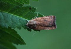 Least Yellow Underwing (Noctua interjecta)
