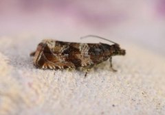 Thyme Marble (Celypha cespitana)