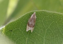 Honeysuckle Bell (Eucosmomorpha albersana)
