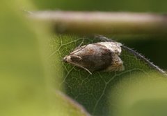 Vivendelvikler (Eucosmomorpha albersana)