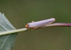 Sølvgrå lavspinner (Eilema complana)