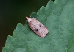 Angelica Flat-body (Agonopterix angelicella)