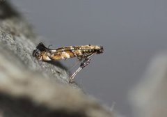 Lilac Leafminer (Gracillaria syringella)