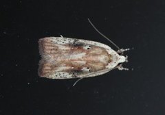 Dark-fringed Flat-body (Agonopterix nervosa)