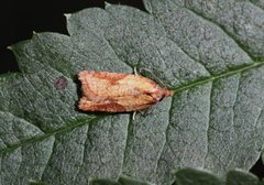 Mjødurtflatvikler (Acleris aspersana)