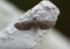 Brun dvergmåler (Eupithecia absinthiata)