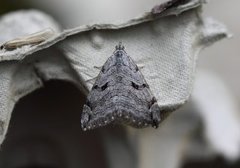 Treble-bar (Aplocera plagiata)