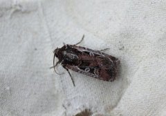 White-line Dart (Euxoa tritici)