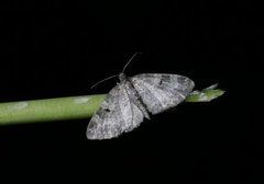 Small Seraphim (Pterapherapteryx sexalata)
