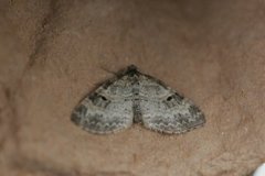 Small Seraphim (Pterapherapteryx sexalata)