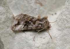 Gråbrunt metallfly (Autographa buraetica)