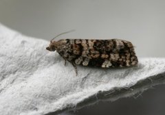 Bartrevikler (Dichelia histrionana)